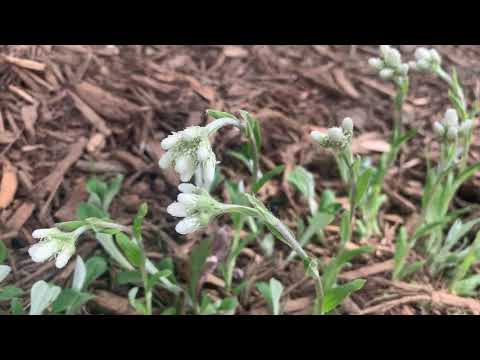 Antennaria plantaginifolia
