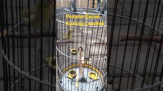 Download lagu Jos Kecial Kuning / Pleci Lombok #semuaorang #sorotan #kecialkuningjuara #kicaumania mp3