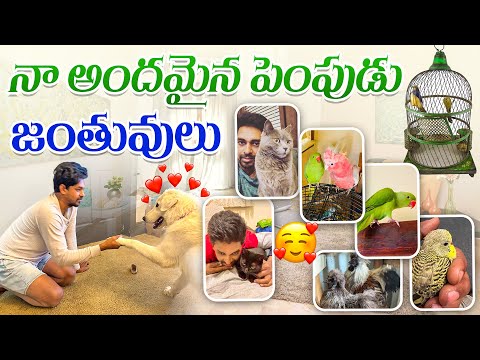| All Of My Pets Telugu Vlog | నా అందమైన పెంపుడు జంతువులు | Cats | Dog | Galah | Parrots | Chicken |