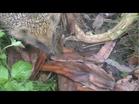 The Hedgehog nesting in our garden...