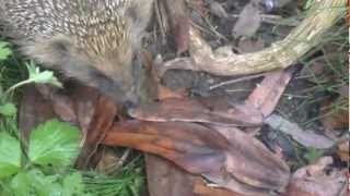 The Hedgehog nesting in our garden...