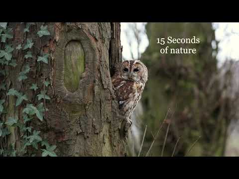 Tawny Owl - 15 seconds of nature