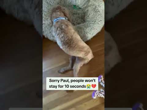 For any help consider donating link in bio to save a stray life in Los Angeles#usashorts#save