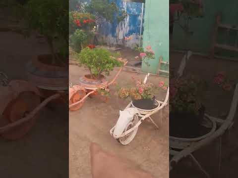 Ernando Pinheiro, homem caprichoso em Lago dos Rodrigues Maranhão