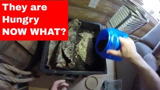 The best way to feed worms