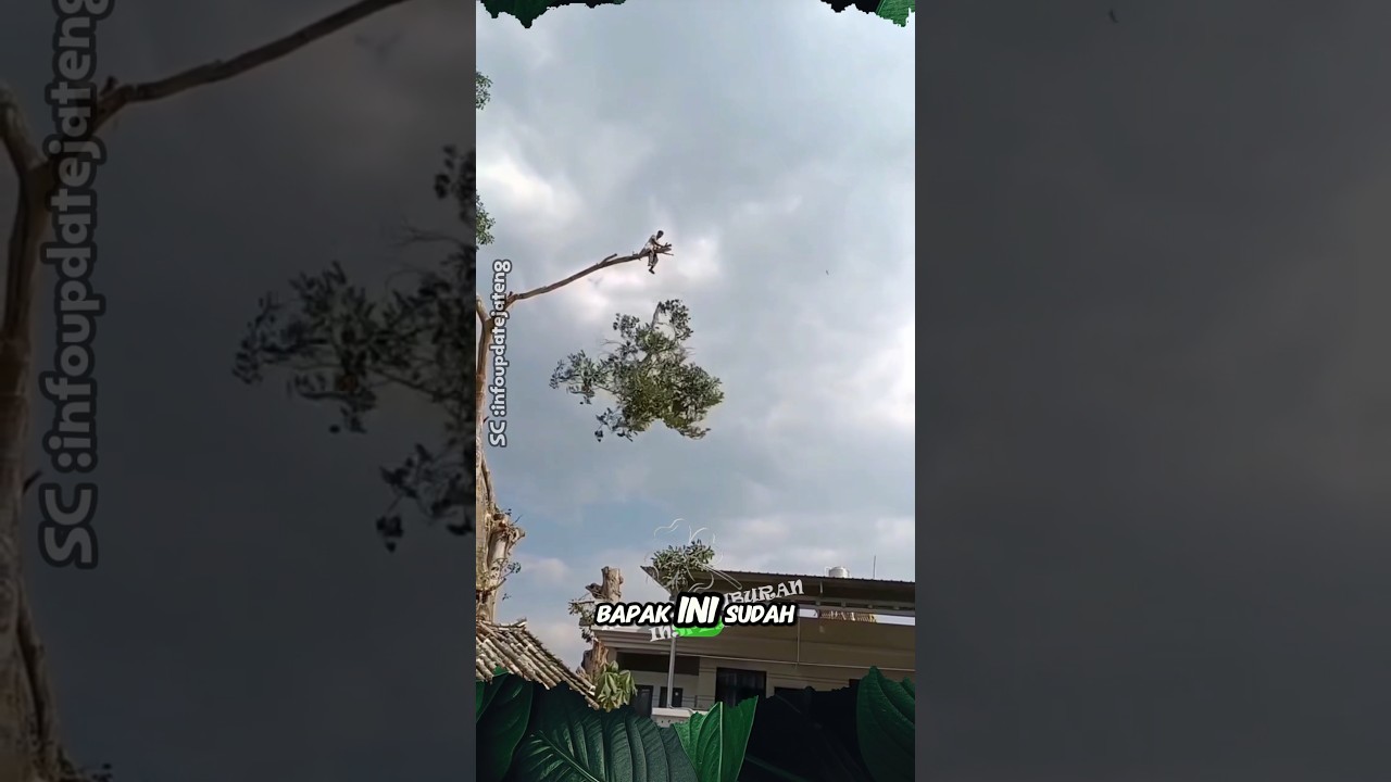 Penebang Pohon Naik sampai Ke Pucuk nya #shorts #pohon