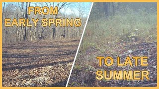 PROGRESSION of a NEGLECTED FOOD PLOT as seen through the lens of the Campark T180 Trail Camera