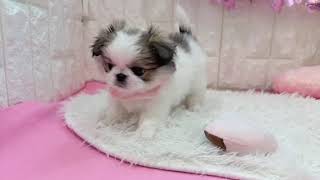 ハーフ犬の動画01