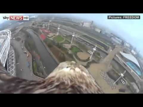 rare eagle get a bird's eye view of London landmarks