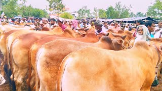 ৮.৫.২৫.  আজকেও  একটা সুয়োগ ছিলো ২৫ কুরবানী উপযোগী বলদ গরু কিনার পাঁচবিবি হাঁটে ০১৯৪৪৭৪৮২০৫