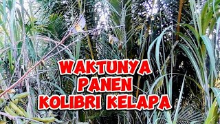 Download lagu Pikat Kolibri kelapa Di Tempat sarang Habitatnya Hasil Sangat memuaskan dengan pikat suara mp3 HP mp3 Download lagu Pikat Kolibri kelapa Di Tempat sarang Habitatnya Hasil Sangat memuaskan dengan pikat suara mp3 HP mp3