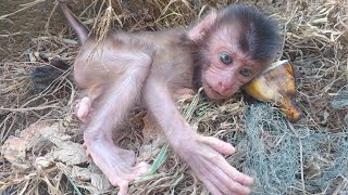 Download lagu Bayi monyet menutup kesedihanya tanpa ibu kandung dengan bermain mp3 Download lagu Bayi monyet menutup kesedihanya tanpa ibu kandung dengan bermain mp3