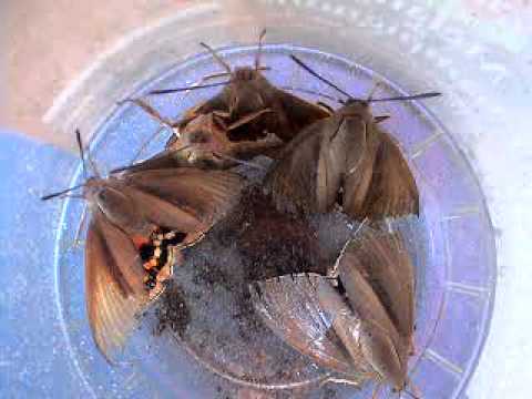 comment traiter palmier contre papillon