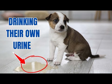 Why do dogs drink their own urine?