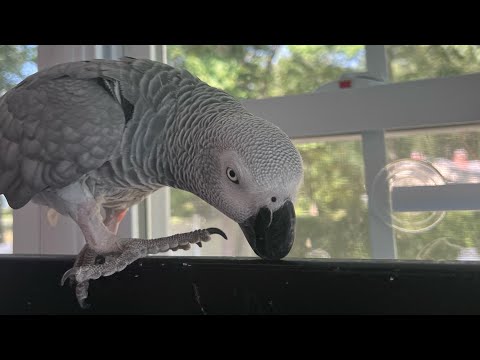 Symon the 4 year old talking and dancing African Grey Parrot is a happy girl this morning💕🦜#pets
