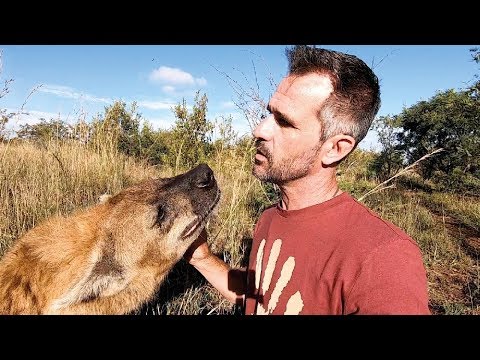 Meet the characters | Bongo, King of the Hyenas | The Lion Whisperer