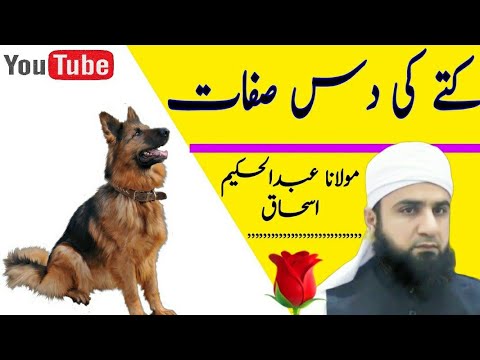 10 qualities of dogs ( kutte ki 10 sifaat ) کتے کی دس صفاے hakim ishaq official
