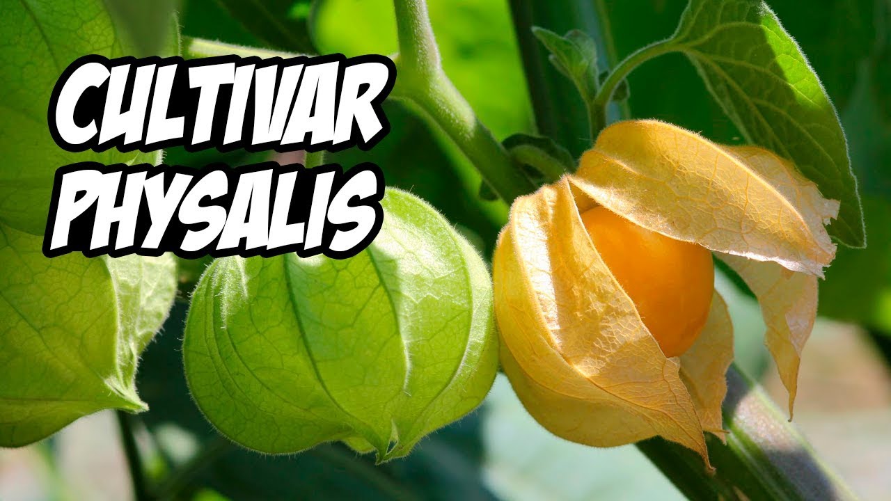 La Guía Definitiva para Cultivar Physalis o Uchuva