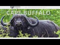 Dallas Real Estate Executive Killed By Buffalo During South African Hunting Safari