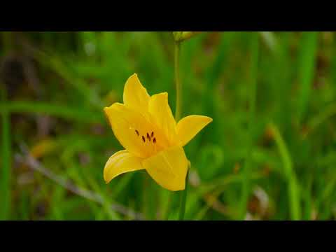 雄国沼湿原（北塩原村）