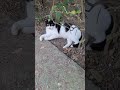Tuxedo Cat Meows