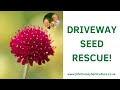 WATCH THIS SIMPLE METHOD TO RESCUE PLANTS FROM YOUR DRIVEWAY