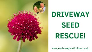 WATCH THIS SIMPLE METHOD TO RESCUE PLANTS FROM YOUR DRIVEWAY!