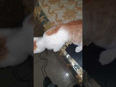 Kitten Teething - Biting Everything