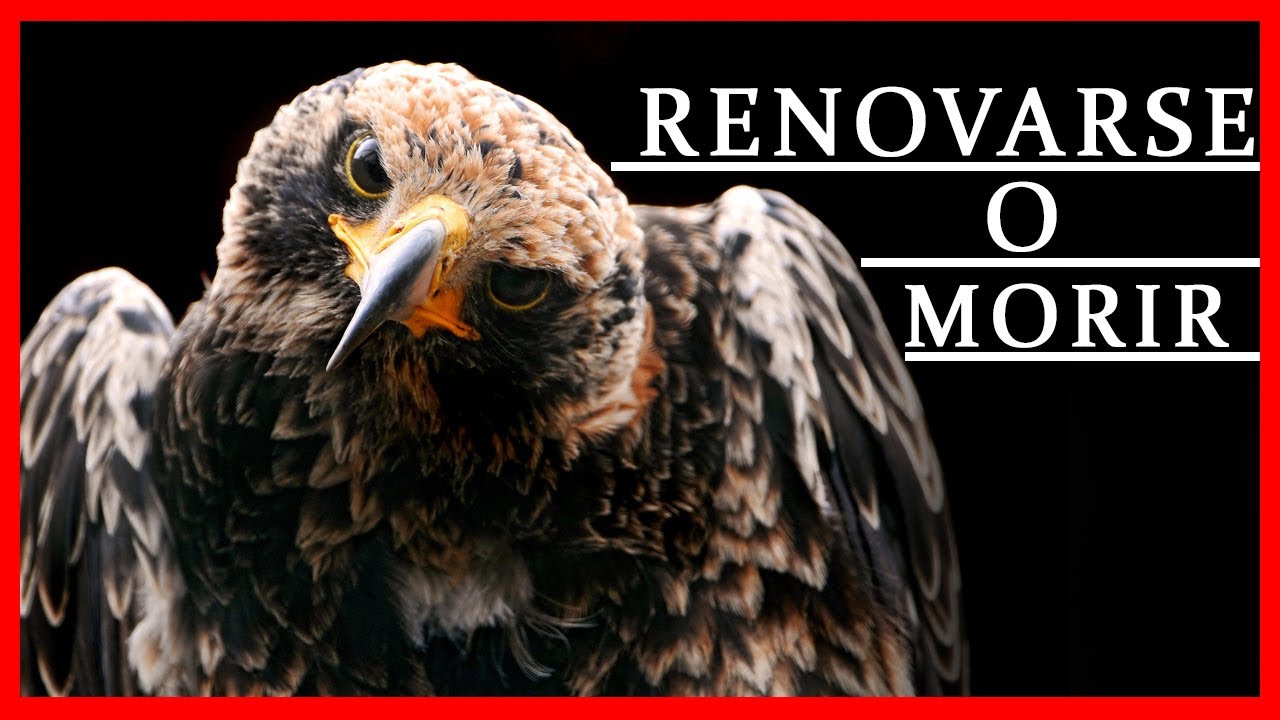 EL AGUILA Y SU RENOVACION | MOTIVACIÓN PERSONAL (Reflexión) RENACE!