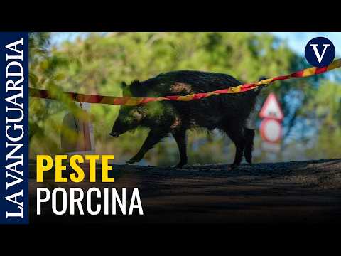 Trobat un nou cas de pesta porcina fora de la zona zero, a Sant Feliu de Llobregat