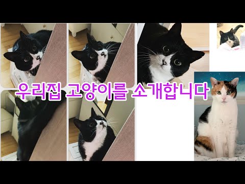 Introducing my SUPER CUTE Cats