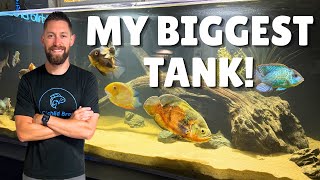 Building My Ultimate South American Cichlid Aquarium (Start to Finish)