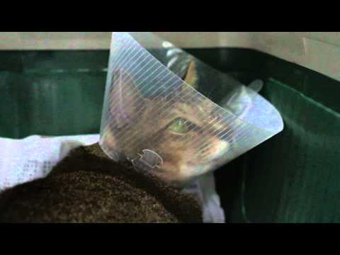 The cat - 4th day after bladder and urethral stone removal -