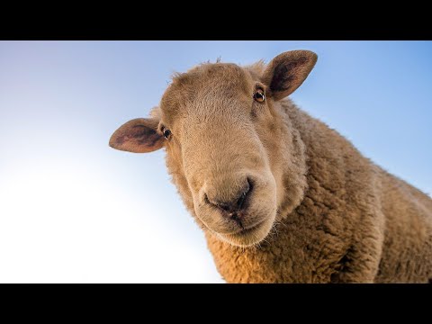 Deux beaux moutons bêlent. Retour au source. #shorts.