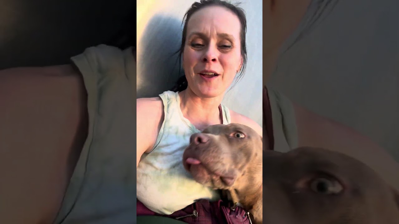 Enlarge Pizza Puff, an adopted Pit Bull Terrier in Chicago, IL video 5/5