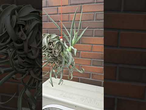 園芸 糸葉ティランジア 糸のような空気の娘