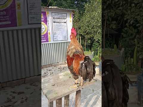 Roosters crowing compilation 40 breeds - Krähruf der Hähne, von 40 verschiedenen Rassen im Vergleich