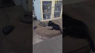 Video preview image #1 Labrador Retriever-Unknown Mix Puppy For Sale in Jacksonville, NC, USA