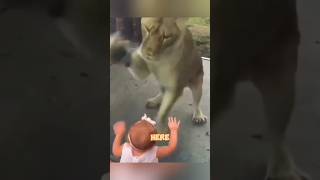 Download lagu Human Intelligence vs. Animal Instincts.. only one wins mp3