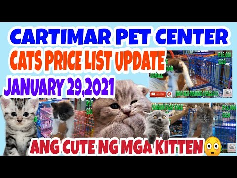 CARTIMAR PETSHOP MANILA PHILIPPINES CATS FOR SALE W/BREED AND PRICE UPDATE 01-30-21.vlog#137
