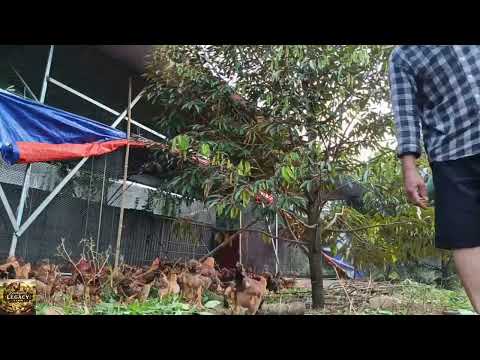 Do You REALLY Know How to Take Care of the Chickens Every Day for a Happy Flock