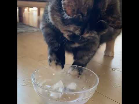 I wanna eating ice cube 🤤 funny cute baby cat