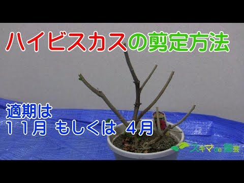 園芸 マーシュハイビスカス