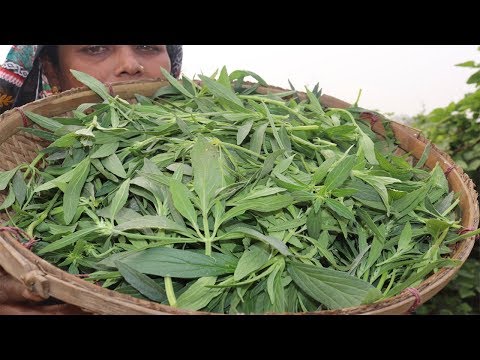 Village Food Farm Fresh winter vegetable fry recipe village style Fresh Kan Shisha Shak Vorta Recipe Video