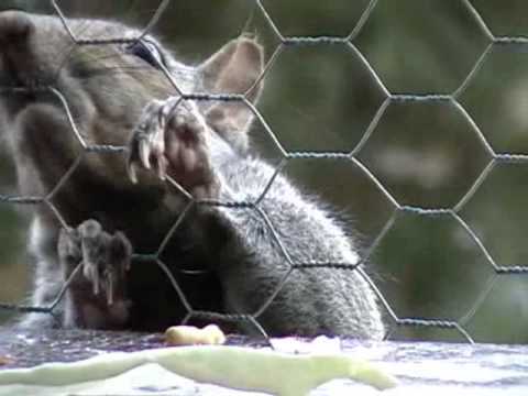 Wiewiórka na balkonie ...