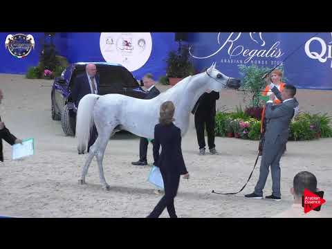 N.106 ZEUS EA - European Championship 2019 - 4-6 Years Old Stallions (Class 13)