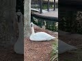 Curious + Friendly Swan! #TrumpeterSwan #Swan #Birds #Shorts #Wildlife #BirdVideos 🦢🖤✨
