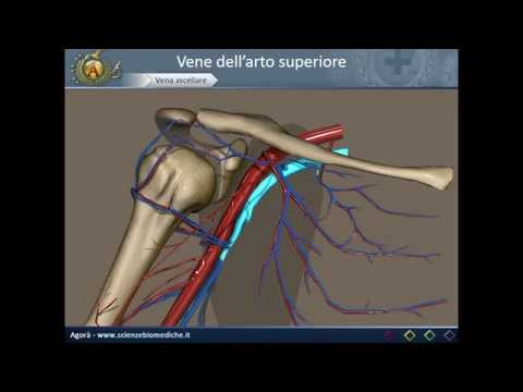 Esercizio in palestra in unosteocondrosi della colonna cervicale Esercizio dolore sotto la vita