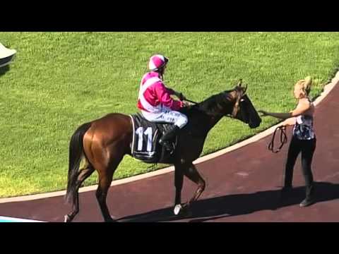 Ascot, 23/12/2015 - Race 6 - EXPRESS DANCER - Mr. Bob Peters & William Pike