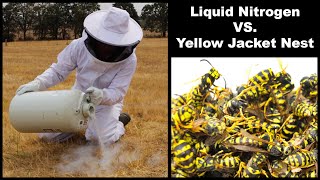 Liquid Nitrogen Is Incredible At Destroying Dangerous Yellow Jacket Hornet Nests. Mousetrap Monday